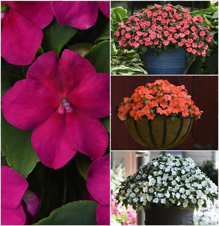 Impatiens walleriana Beacon™ Series