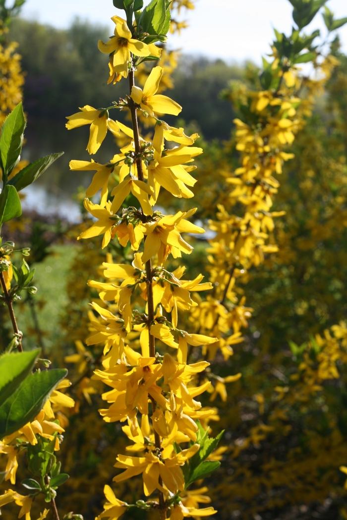 Forsythia koreana Flying Machine®