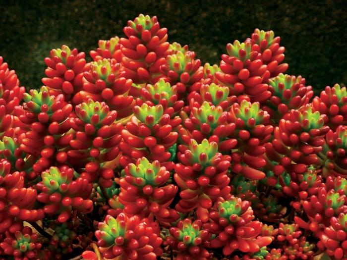 Sedum rubrotinctum 