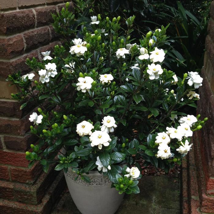 Gardenia jasminoides Buttons