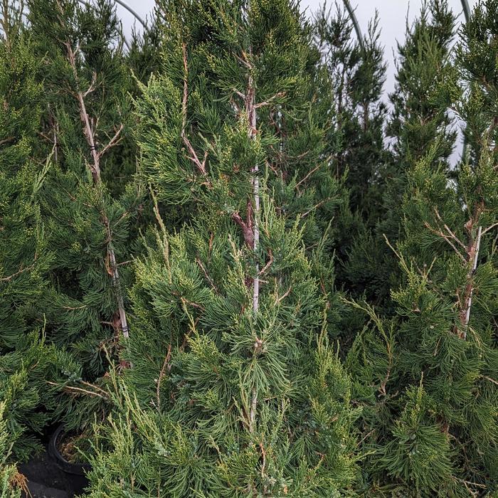 Juniperus chinensis Hetzii Columnaris