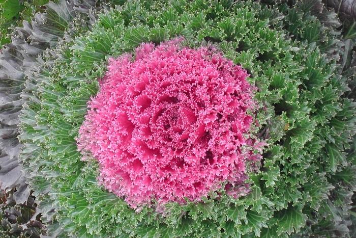 Brassica oleracea Glamour Red