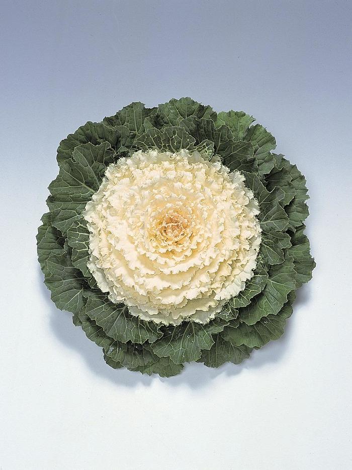 Brassica oleracea Pigeon™ White 