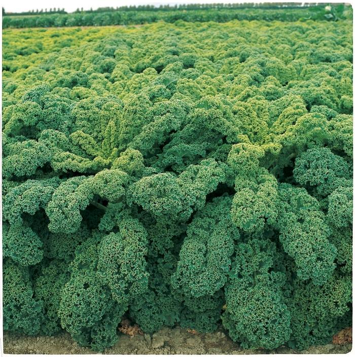 Brassica oleracea var acephala Winterbor