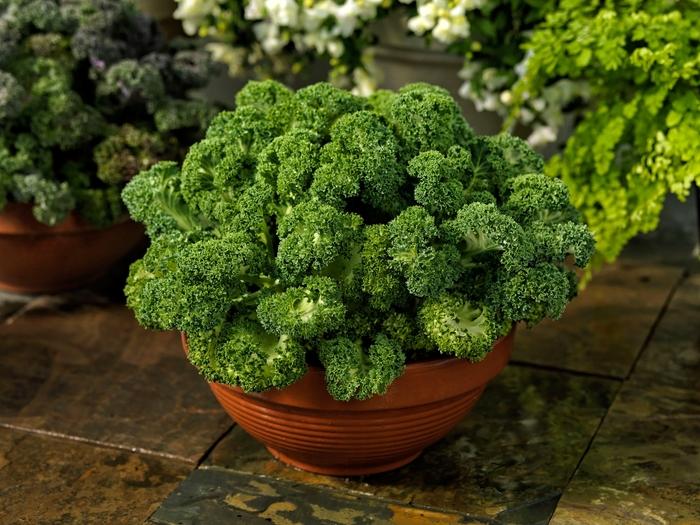 Brassica oleracea var acephala Yokohama White