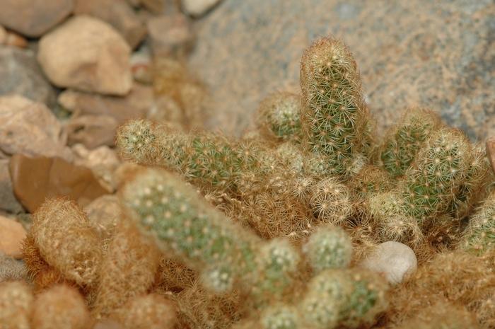 Mammillaria elongata 