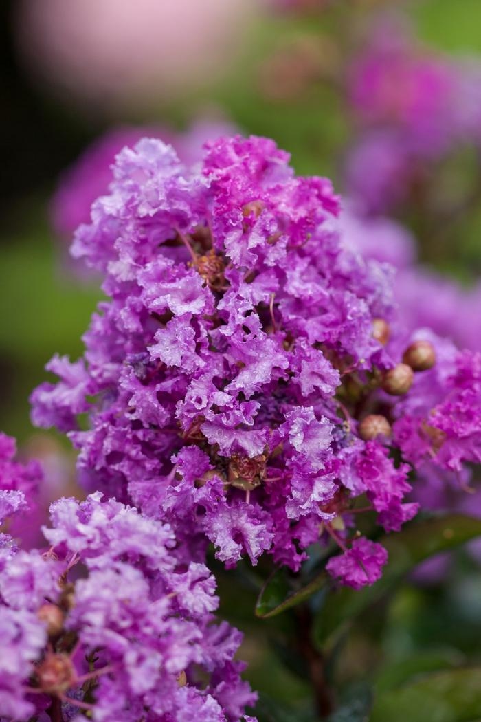 Lagerstroemia Purple Magic