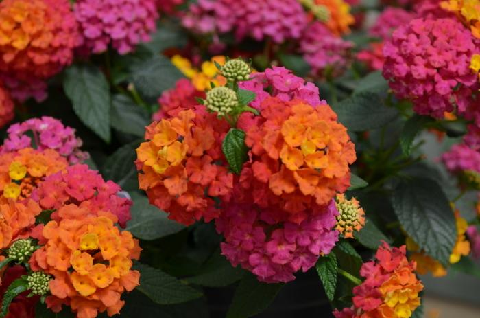 Lantana camara Lucky™ Sunrise Rose