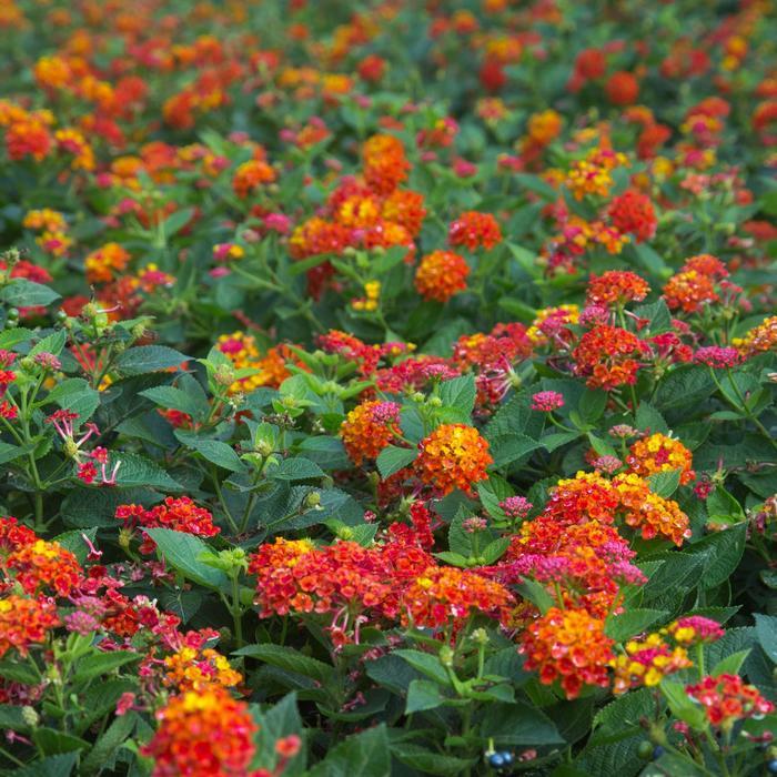 Lantana camara Cosmic Firestorm™