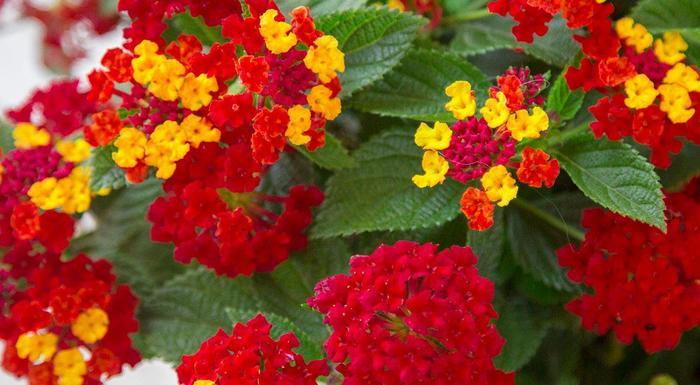 Lantana camara Firestorm™