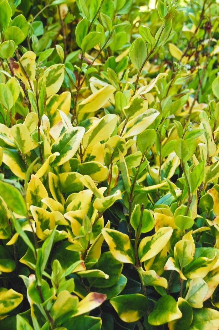 Ligustrum japonicum Howardi