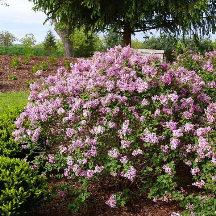 Syringa x pubescens Bloomerang Purpink® 