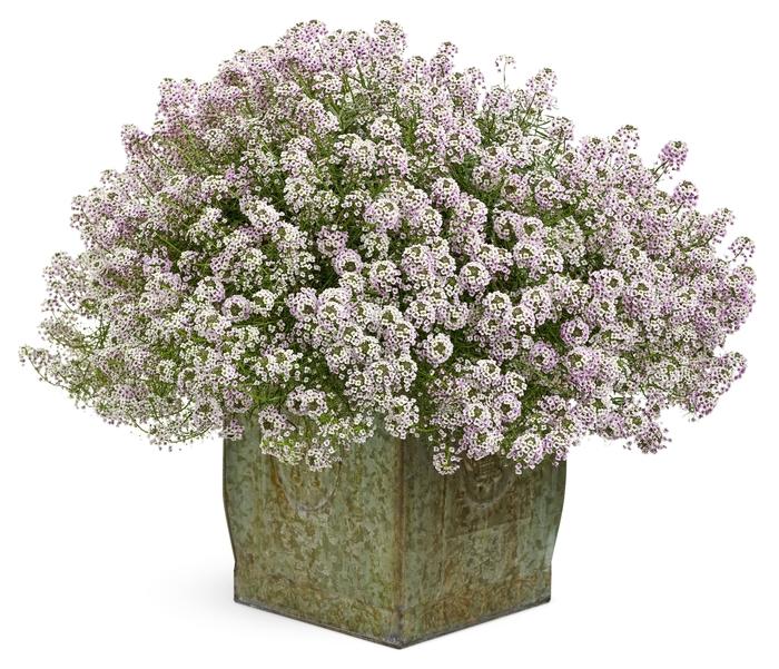 Lobularia Blushing Princess®