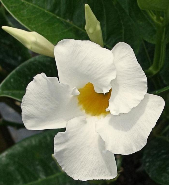 Mandevilla Bride's Cascade