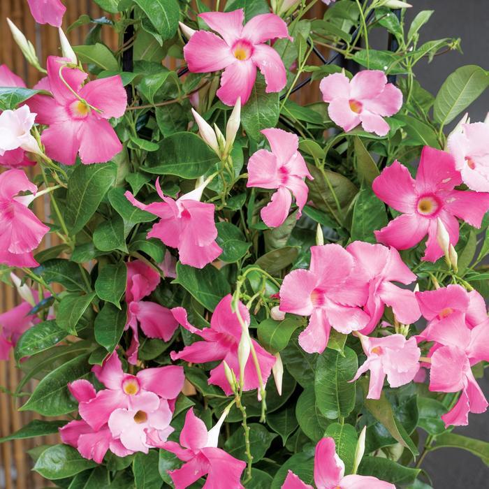 Mandevilla Sun Parasol® Giant Dark Pink