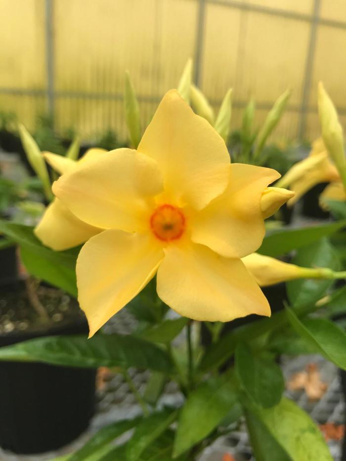 Mandevilla Sun Parasol® Sunbeam