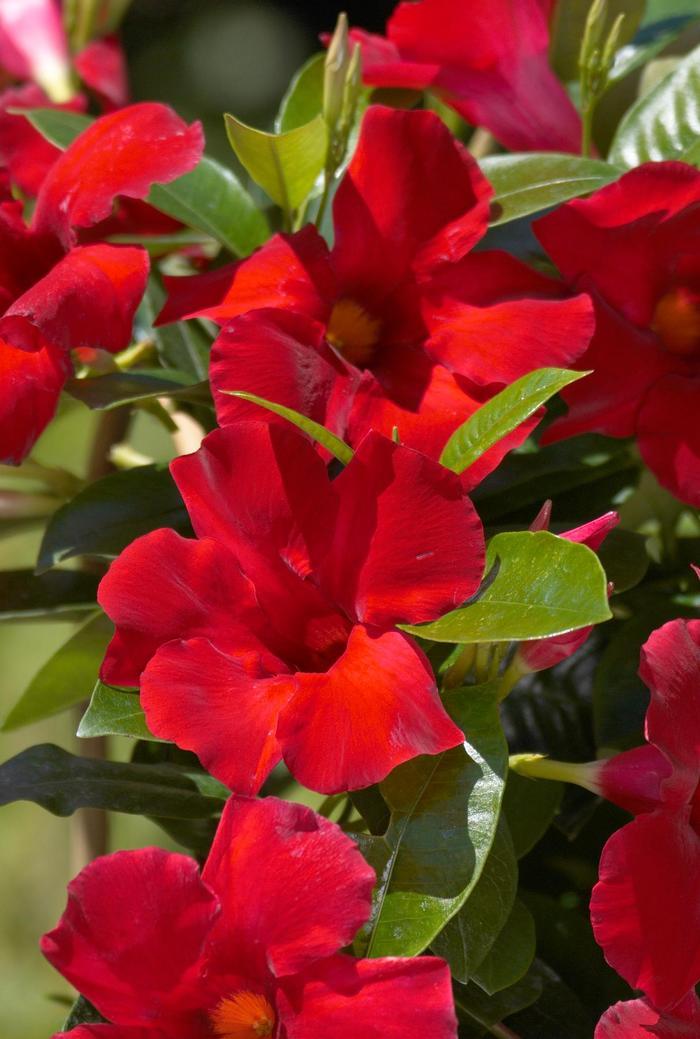 Mandevilla Sun Parasol® Giant Crimson