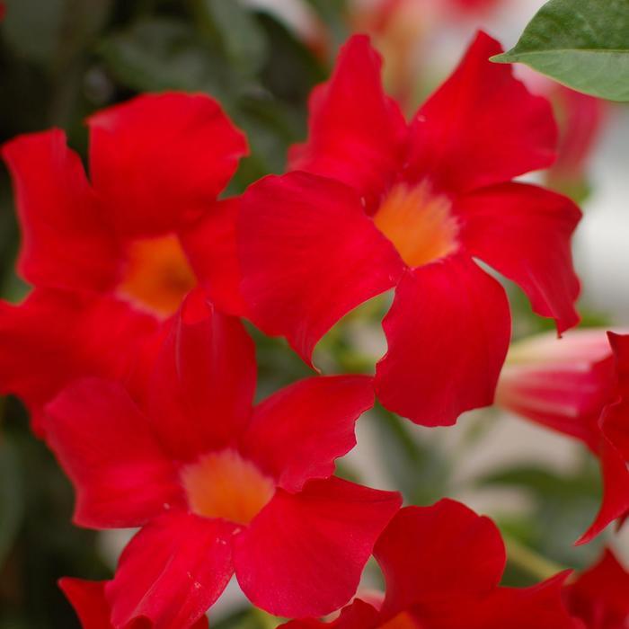 Mandevilla Sundenia® Suprema Crimson