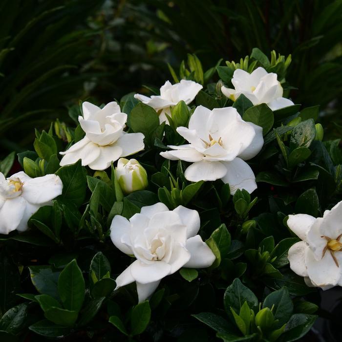 Gardenia jasminoides Steady As She Goes®