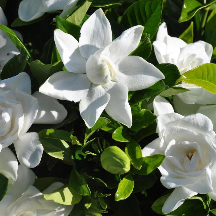 Gardenia jasminoides Summer Snow&reg;