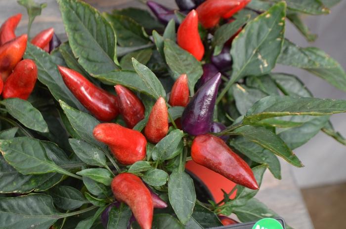 Capsicum annuum Wicked