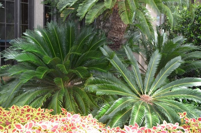 Cycas revoluta 
