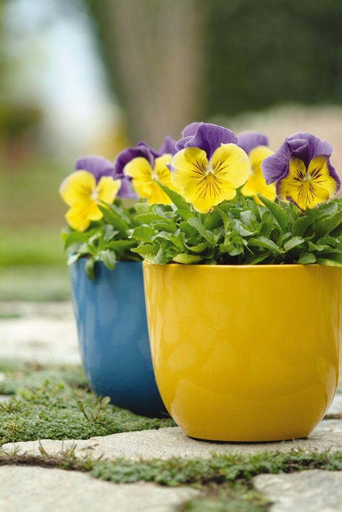 Viola x wittrockiana Matrix&reg; Morpheus Mix