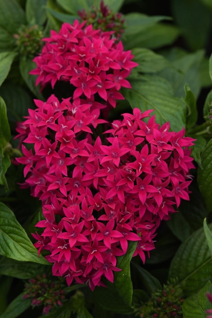 Pentas lanceolata Lucky Star™ Lipstick