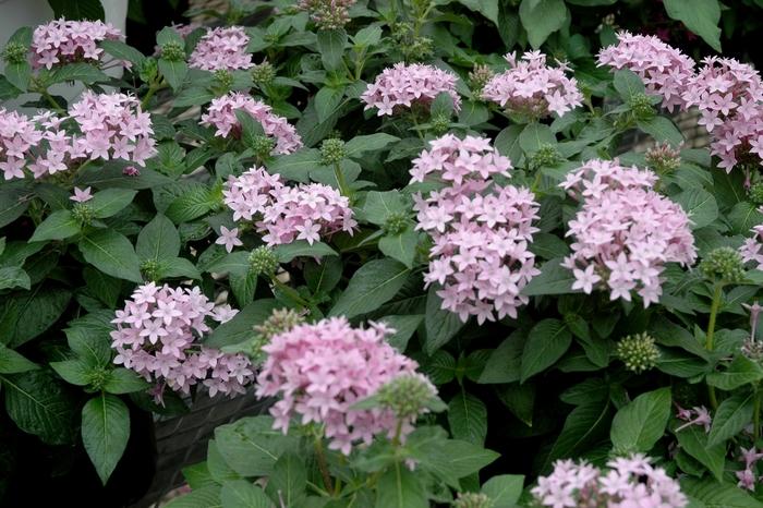 Pentas lanceolata Lucky Star™ Lavender