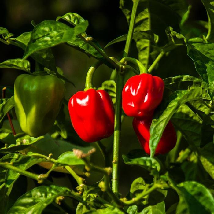 Capsicum annuum Red Habanero