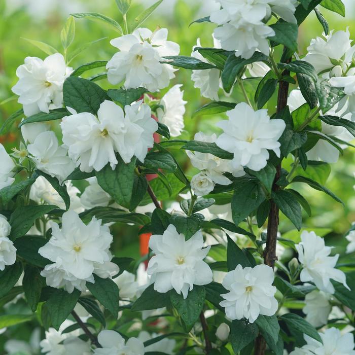Philadelphus coronarius Illuminati Arch&reg;