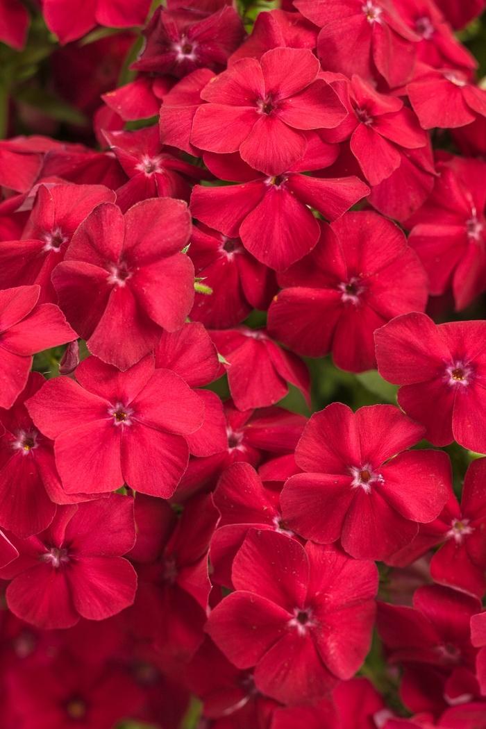 Phlox Intensia&reg; Red Hot
