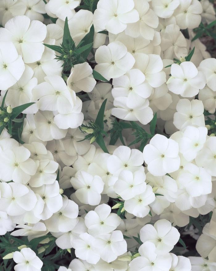 Phlox Intensia&reg; White