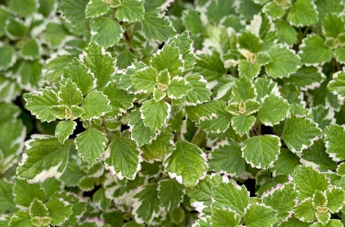 Plectranthus madagascariensis Variegatus