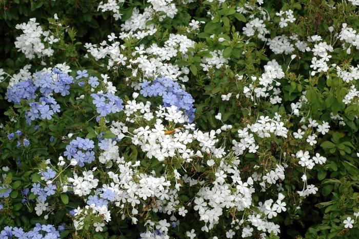 Plumbago auriculata 