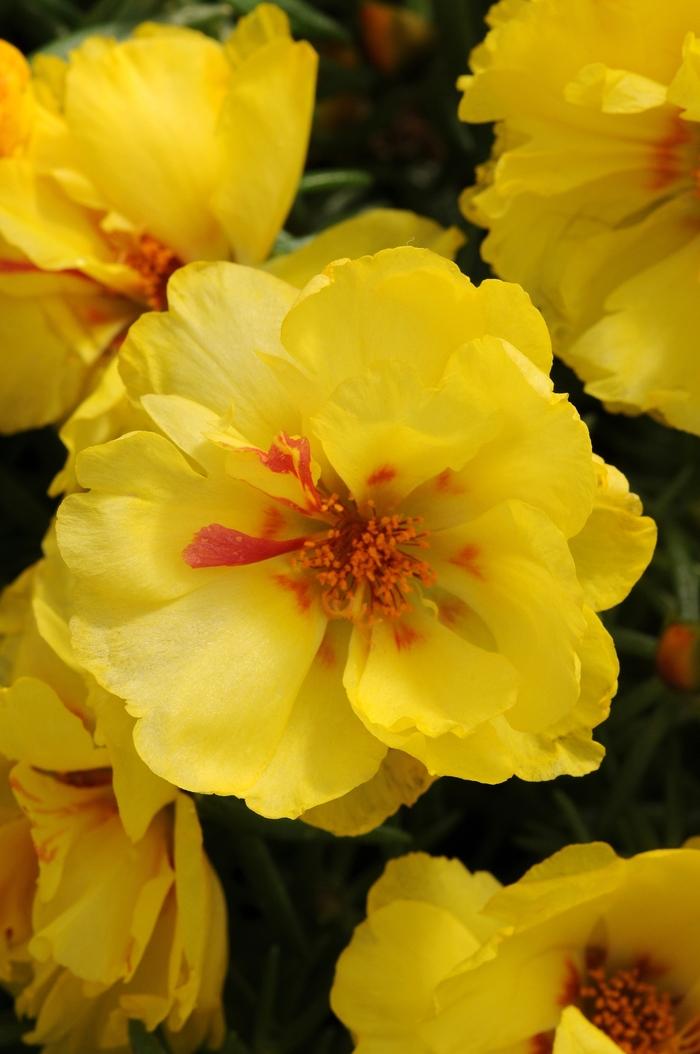 Portulaca grandiflora Happy Hour™ Lemon