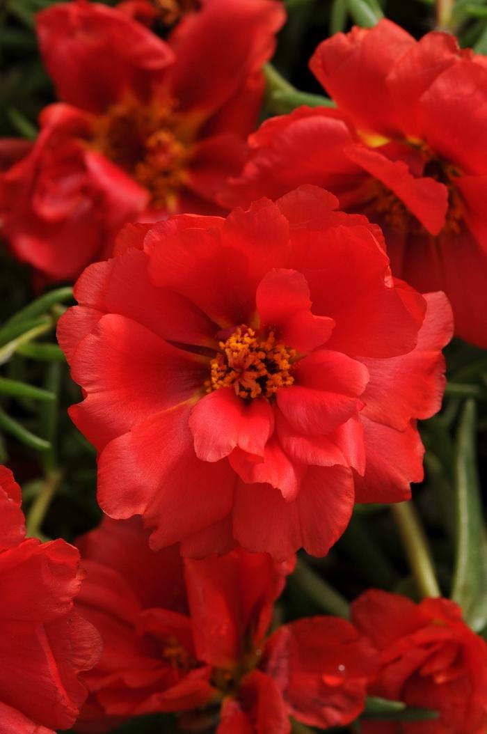 Portulaca grandiflora Happy Hour™ Deep Red