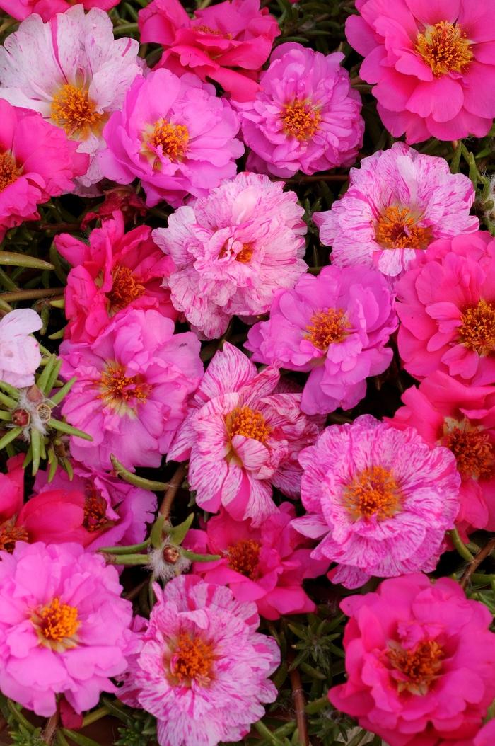 Portulaca grandiflora Happy Hour™ Pink Passion Mixture
