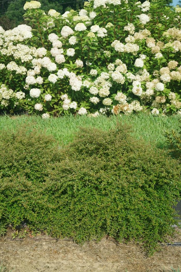 x Pyracomeles Juke Box®