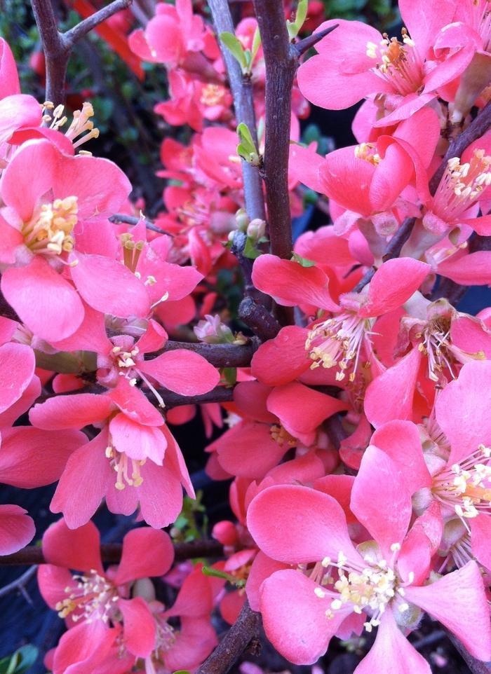 Chaenomeles speciosa Texas Scarlet