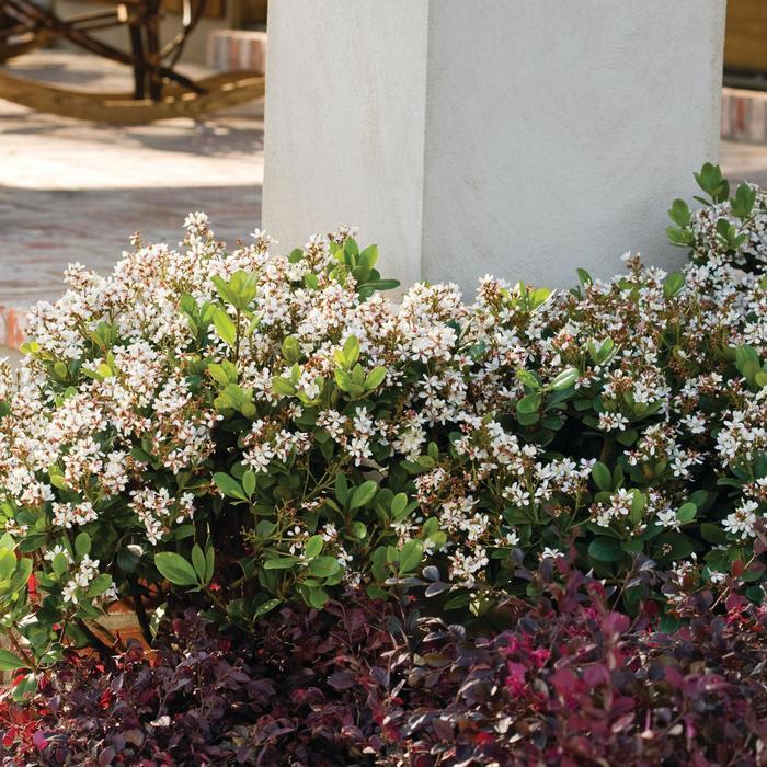 Rhaphiolepis indica Spring Sonata™