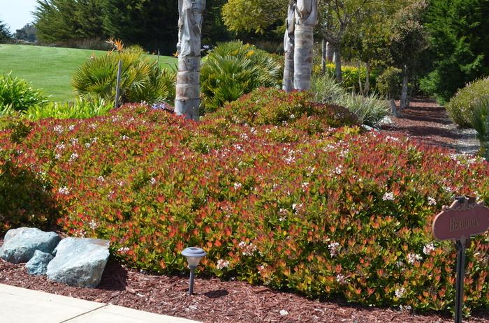 Rhaphiolepis indica Snow White