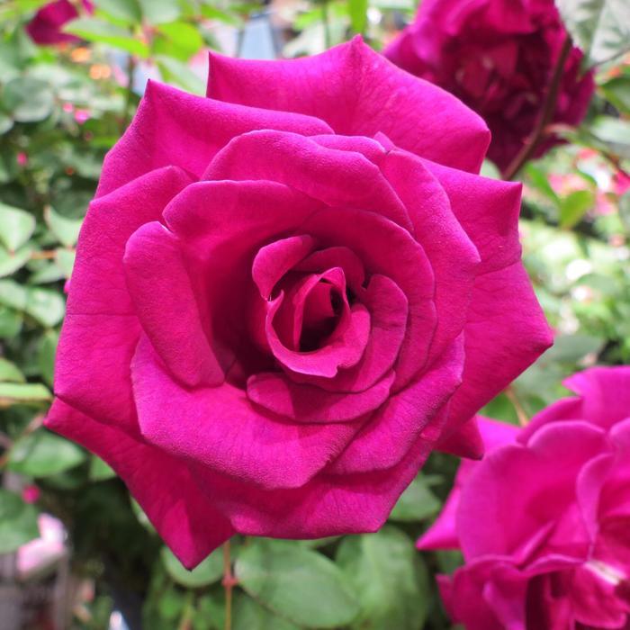 Rosa Brindabella Roses™ Purple Prince