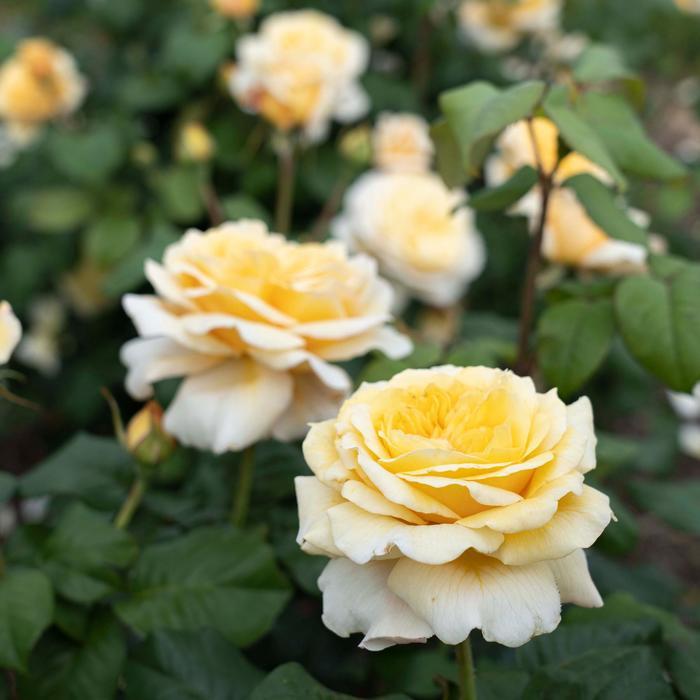 Rosa Romantica® Moonlight