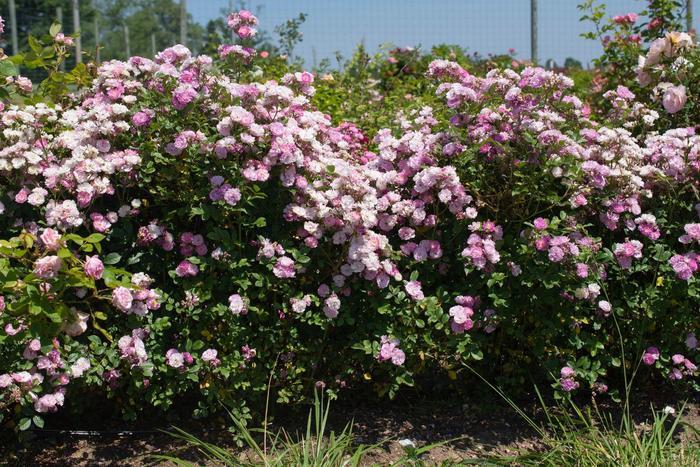 Rosa Pretty Polly® Lavender