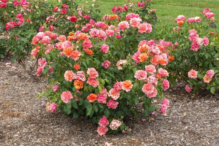 Rosa Tequila® Supreme