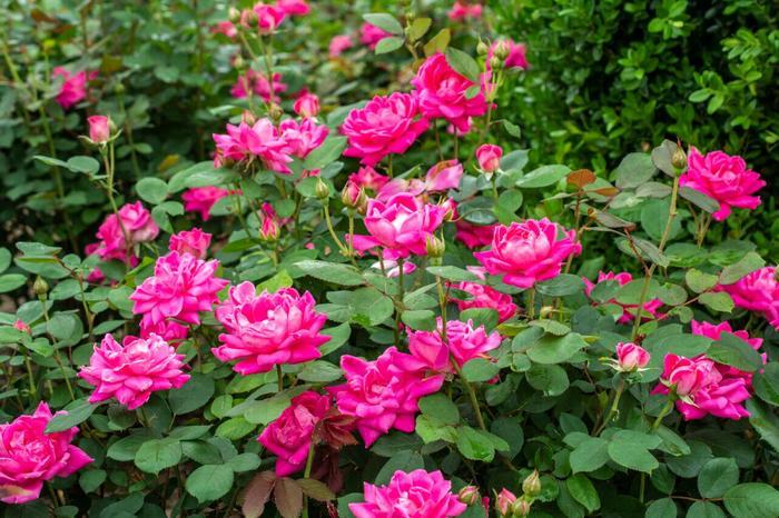 Rosa Knock Out® Pink Double