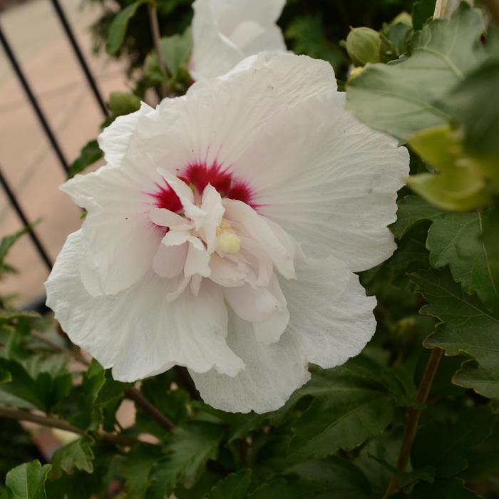 Hibiscus syriacus First Editions® Bali™