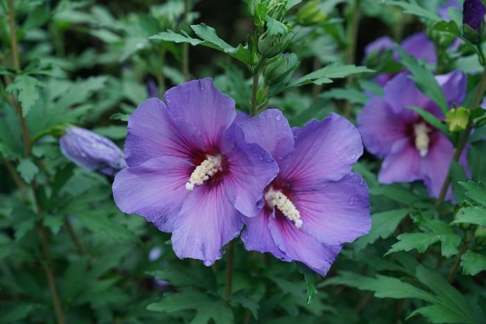 Hibiscus syriacus Paraplu Violet® 