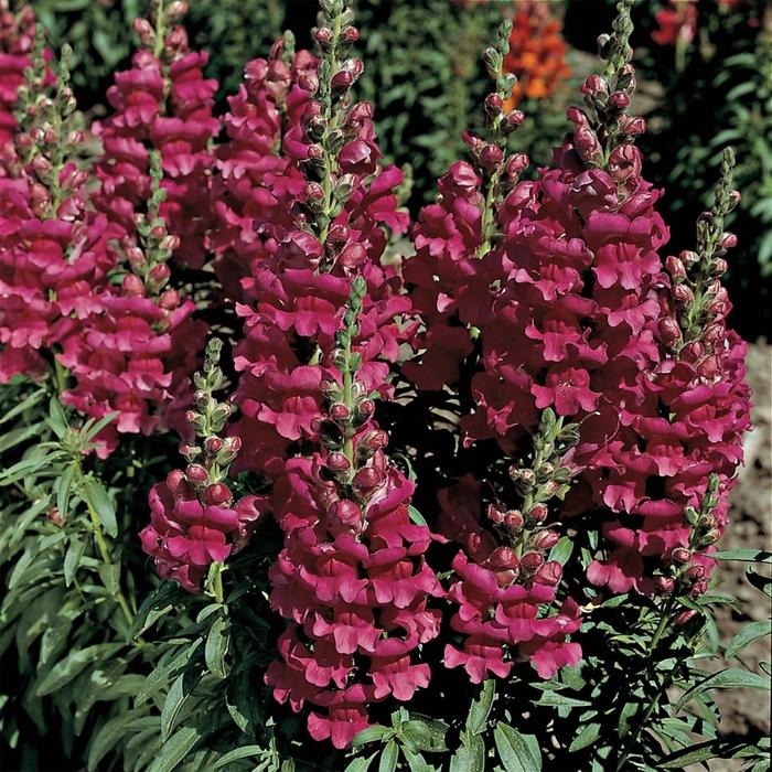 Antirrhinum majus Liberty Classic™ Lavender